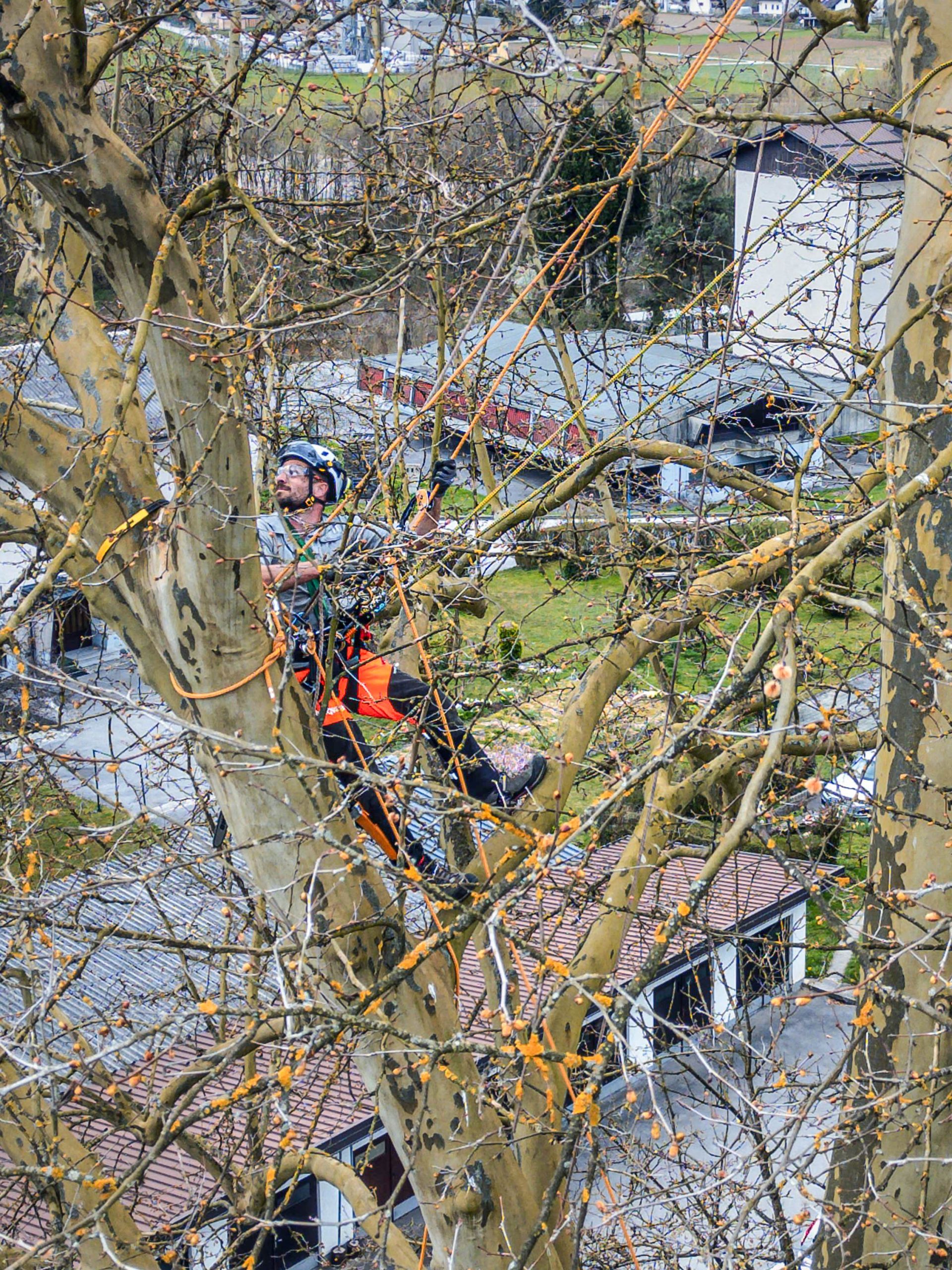 Arboristika